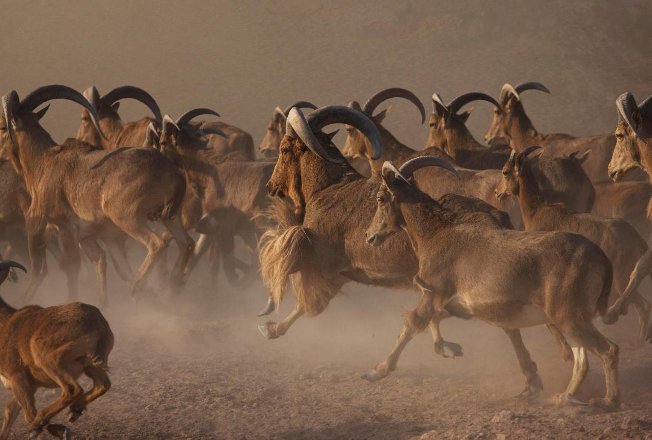 فيلات أنانتارا الساحل في جزيرة صير بني ياس Zahr المظهر الخارجي الصورة